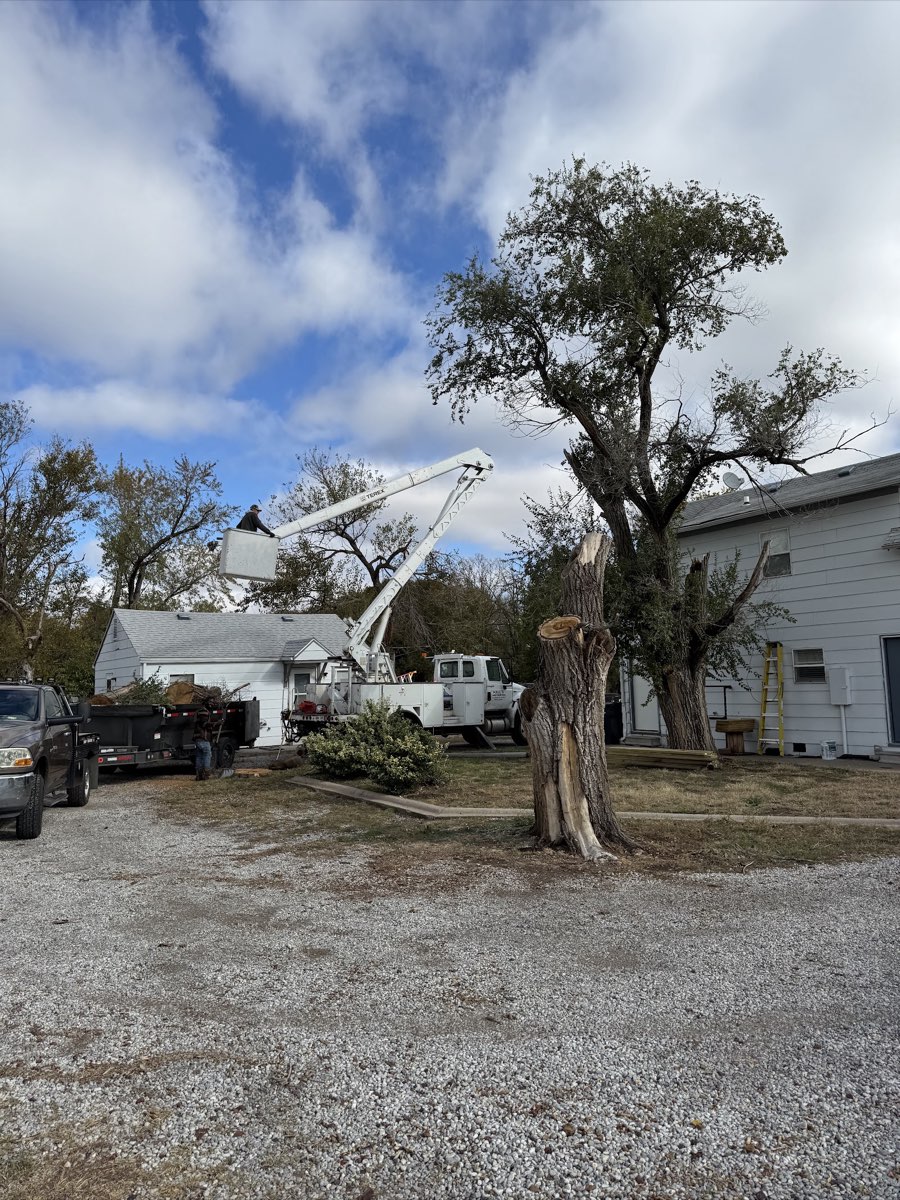 Halls Tree Service crew taking down a tree near Wichita, KS