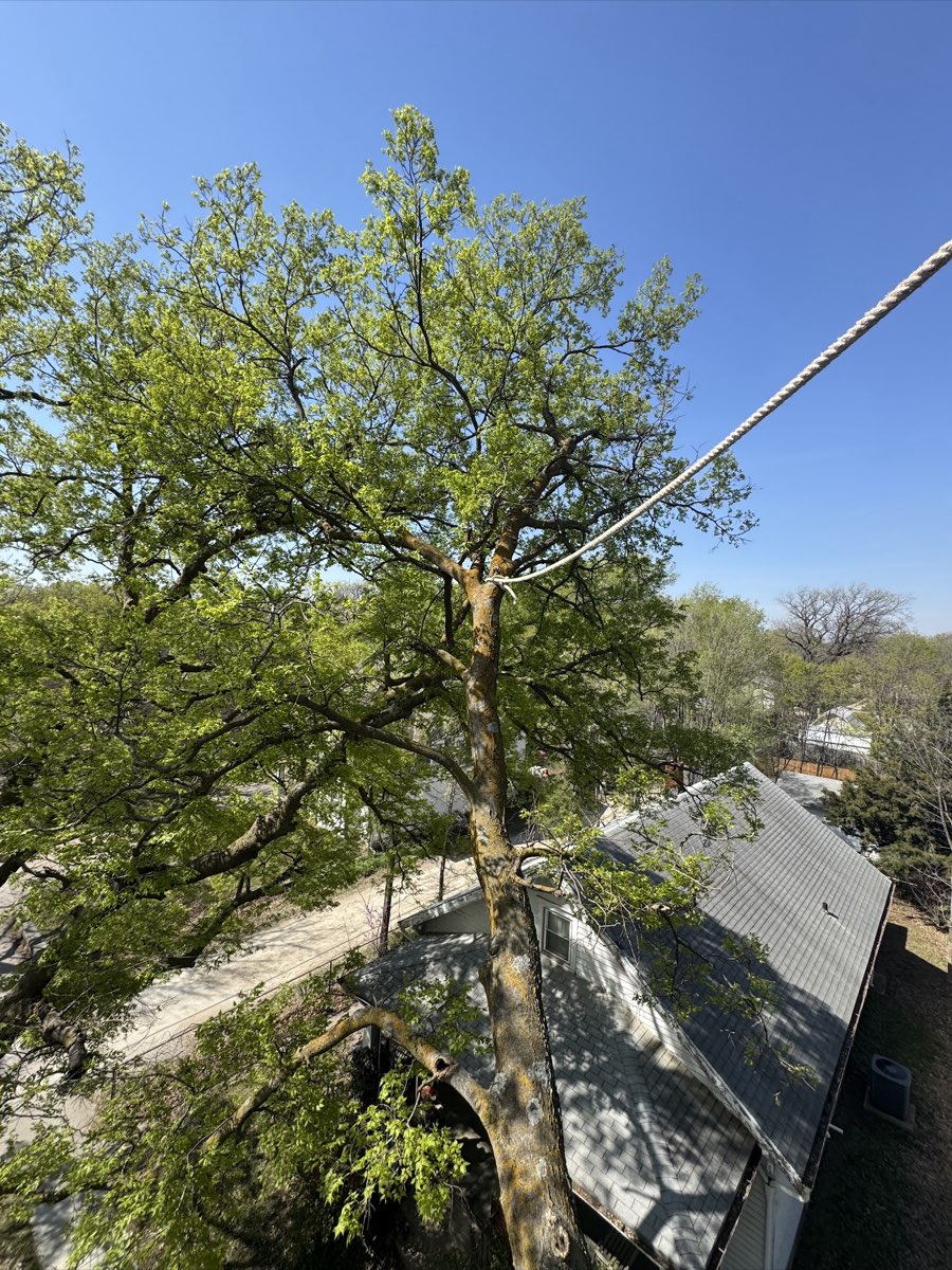 Pruning and brush haul-away by Halls Tree Service near Wichita, KS